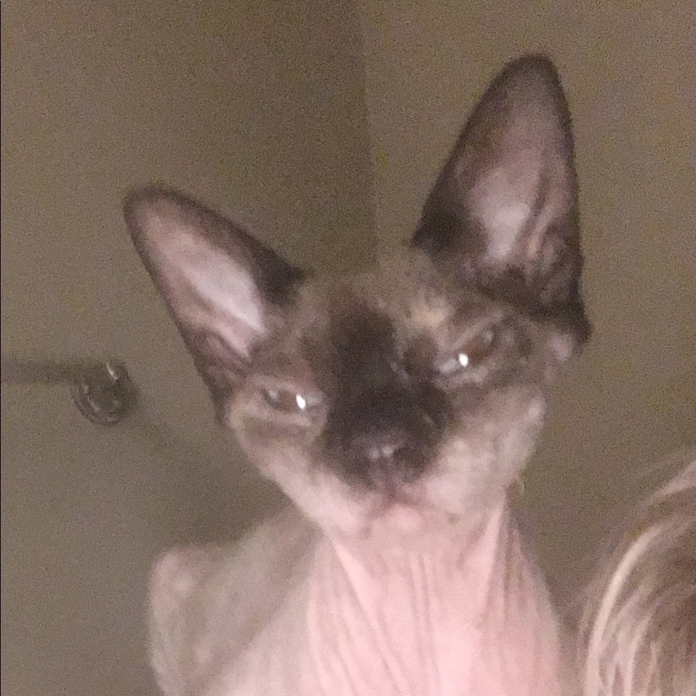 Meet your Posher, Brandie